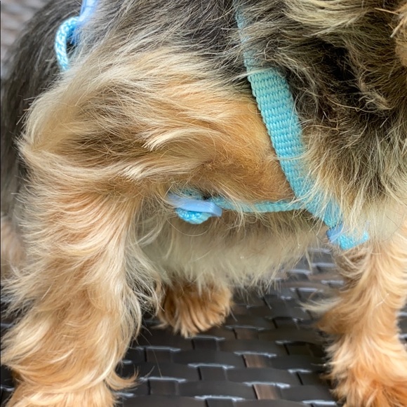 Doggy Angel harness 🐶 model is 7 lbs , wearing S - Picture 5 of 6